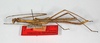 CollectionObject 1558436; fb2816dc-a4a7-456b-931d-cae4eb777901: copyright ZMB, Berlin. male, lateral view (holotype). (CollectionObject).