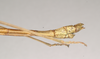 CollectionObject 1559430; 0ff15772-69cf-4ade-93a0-39d16826f620: copyright Natural History Museum, London. male: end of abdomen, lateral view of synonym Lonchodes hosei herberti (paratype). (CollectionObject).;CollectionObject 1559431; 46b1f043-e927-45f1-9ae1-a4e9b7601344: copyright Natural History Museum, London. male: end of abdomen, lateral view of synonym Lonchodes hosei herberti (paratype). (CollectionObject).