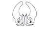 Hysterotettix nigricoxa Descamps, 1979: Fig. 43. phallic complex, dorsal view. (Otu).