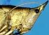 Metacaputus brenesi Naskrecki, 2000: male head and pronotum, lateral view (Costa Rica, Guanacaste Prov. Cerro del Hacha). (Otu).