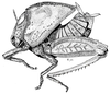 Plagiotriptus hippiscus (Gerstaecker, 1869): Fig. 54. female habitus. (Otu).