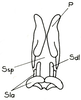 Pyrgacris relictus Descamps, 1968: Fig. 30.6 (after Descamps 1968). penis and distal parts of ectophallus (Sdl, Sla), dorsal view. (Otu).