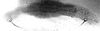 Forewing.: Hairs on eighth abdominal tergite of A. gossypii. (Observation).