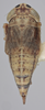Habitus, dorsal view on Athysanella (Amphipyga) valla Blocker, 1990: Dorsal - Female. (Observation).