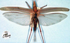 CollectionObject 1516838; 5316656a-e5d3-4b3d-8b5f-8be273231ef4: female, dorsal view (holotype). (CollectionObject).