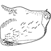Pygofer, lateral view on Eupteryx (Eupteryx) confusa Dworakowska, 1979: Pygofer lobe, lateral view. (Observation).