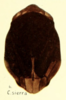 Habitus, dorsal view on Clastoptera sierra Doering, 1929: (Observation).