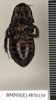 CollectionObject 1572954; 46f62dae-2df1-4f1a-ad3a-af9a46e82bfb: Copyright Natural History Museum, London. Non-type (adult female) in BM(NH). Ventral view. (CollectionObject).