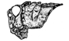 Aucacris bullocki Rehn, 1943: Fig. 22. male, head and pronotum, lateral view. (Otu).
