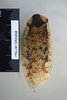 CollectionObject 1553286; c8b3ce67-0ba0-4a0e-a5fa-f1c6b5562ffa: Copyright NHM, London. Holotype male, dorsal view. (CollectionObject).