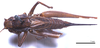 CollectionObject 1532102; 021bab97-6540-4ecf-bfdf-0493944579a1: female, dorsal view (syntype). (CollectionObject).