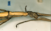 CollectionObject 1558812; d55bf420-b728-4f51-ac65-3aa2206a86e3: copyright CUMZ, Cambridge. female: head and thorax, lateral view (syntype). (CollectionObject).;CollectionObject 1558813; 49704ac7-286a-4516-a3eb-2662b0db8d0f: copyright CUMZ, Cambridge. female: head and thorax, lateral view (syntype). (CollectionObject).
