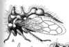 Habitus, lateral view on Eucyphonia mourei (Sakakibara, 1968): (Observation).
