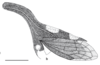 Habitus, lateral view on Enchenopa ansera Funkhouser, 1943: (Observation).