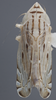 Habitus, dorsal view: Dorsal. (Observation).