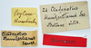 CollectionObject 1506051; bcb82a0a-408d-4539-a43e-3a00971f2dd9: labels (syntype). (CollectionObject).