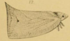 Habitus, lateral view: (Observation).