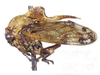 Braxtonota Dietrich, 2008: _Braxtonota enigmata_. (Otu).