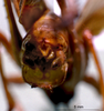 CollectionObject 1503248; 75e53c44-9a74-446f-a7ad-3179280ebb05: male abdominal apex. (CollectionObject).