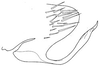 Pygofer, lateral view on Bahita mimica Linnavuori & DeLong, 1978: Bahita mimica, pygofer, laterally. (Observation).