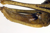 CollectionObject 1502519; fc35b124-0bcc-4755-a9ac-1542338dc907: ovipositor (paralectotype). (CollectionObject).