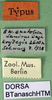 CollectionObject 1500450; bec1b14b-f576-4b0b-9f69-15252effb799, DORSA BTanaschHTM: labels (holotype). (CollectionObject).