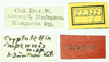 CollectionObject 1585767; c977b3ac-eeff-4af7-9d23-260757fc726e: labels (paralecotype). (CollectionObject).