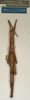 CollectionObject 1560745; NMW 904, 266d69e8-9cad-4154-8db5-c64a9c712e75: copyright NMW, Vienna. female (holotype). (CollectionObject).