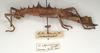 CollectionObject 1557124; bd009287-fdde-49c0-ac43-906b5fea7f5f: copyright St. Petersburg. Obrimus asperrimus female, lateral view (syntype). (CollectionObject).;CollectionObject 1557125; 58a4cce3-af5c-4c59-bcba-c0a350b1f359: copyright St. Petersburg. Obrimus asperrimus female, lateral view (syntype). (CollectionObject).