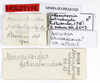 CollectionObject 1560596; f576ce52-eff4-4469-92a9-c5650757d39c: copyright MNHN, Paris. male, data labels of synonym Ocellata festinabunda (holotype). (CollectionObject).
