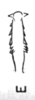 Aedeagus, dorsal view on Cyphonia pygmaea Sakakibara, 1968: (Observation).