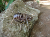 FieldOccurrence 435; e0085382-fccb-4a14-a299-ab4e3f9e4055; Tanzania
Rauforest near Moshi Kilimanjaro, 2021/11/??: male. (FieldOccurrence).