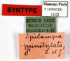 CollectionObject 1587189; MNHN(SF IMPORT DUPLICATE) MNHN-EP-EP1102, c637e8e5-44cc-4099-bd7b-275fdd67bd95: CC BY-NC-ND 4.0/MNHN - Depraetere Marion - 2014. Non type, male. Specimen number: MNHN-EP-EP1102. http://coldb.mnhn.fr/catalognumber/mnhn/ep/ep1102. (CollectionObject).