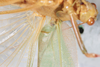 CollectionObject 2376978; bb371f53-4fb4-4895-8d57-75e746bdada8: male, ventral view (syntype). (CollectionObject).
