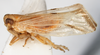 Habitus, lateral view: !! display not done !! on Bostaera nasuta Ball, 1902: (Observation).