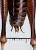CollectionObject 1505950; e2ae4b73-c2c4-4d7a-bcca-4e4377f1a28c: male, dorsal view (syntype). (CollectionObject).
