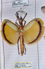 CollectionObject 1562168; aa9accdd-a199-4467-8b47-da54632ffa99: copyright MHNG, Geneva. female of synonym Battacus schneideri (holotype). (CollectionObject).