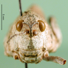 CollectionObject 1501815; db01f787-a2f0-4035-9d89-62b78a462b93: female, frontal view (paratype). (CollectionObject).
