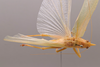 CollectionObject 2189003; 3e92da30-72d7-4127-a757-5a992b930552, ZUFMS ORT00844: Male habitus, dorsal view. (CollectionObject).