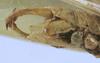 male abdiomen tip, ventral view (holotype) - http://coldb.mnhn.fr/catalognumber/mnhn/eo/ensif799. Depicts CollectionObject 1539794; 4f128563-62e4-4e58-b329-04d6f0dc9366, a CollectionObject.