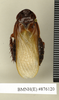 CollectionObject 1572844; 3f7a331d-b3d6-4132-a9b4-3245008e4c77: Copyright Natural History Museum, London. Non-type (adult female) in BM(NH). Dorsal view. (CollectionObject).