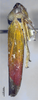 Habitus, lateral view on Anatkina yingjiangana Yang & Li, 2005: (Observation).