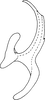 Aedeagus, lateral view on Arboridia (Arboridia) tridentata Song & Li, 2013: (Observation).