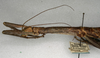 CollectionObject 1562335; NMW 848, 9f91afc1-d1ff-48a3-aba3-608f9aa30b93: copyright NMW, Vienna. female: head and thorax, lateral view (syntype). (CollectionObject).