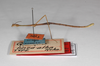 CollectionObject 1558005; d1d7653b-3d21-4c80-beb5-6a815a5512a5: copyright ZMHB, Berlin. male, lateral view (holotype). (CollectionObject).