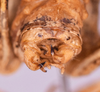 CollectionObject 1544719; 02a7617d-e7e7-412f-98aa-ab972ead8247: male, terminalia dorsal view (holotype). (CollectionObject).