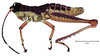 Ateliacris annulicornis annulicornis (Bruner, 1908): male, lateral view. (Otu).