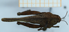 CollectionObject 1585220; 92dceeb9-1dde-4461-b5df-04bb37ef1053: female, dorsal view (syntype). (CollectionObject).