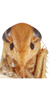 Head: Face (female). (Observation).