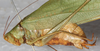 CollectionObject 1532225; NMW 15467, e0382519-eaf5-4d8e-b4a9-0692e6ec54f5: male, lateral view (syntype). (CollectionObject).